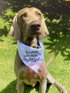 My humans are getting married